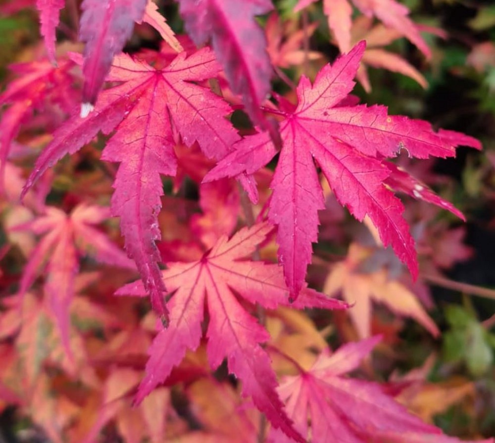 Acer palmatum 'Katsura' | Farmyard Nurseries