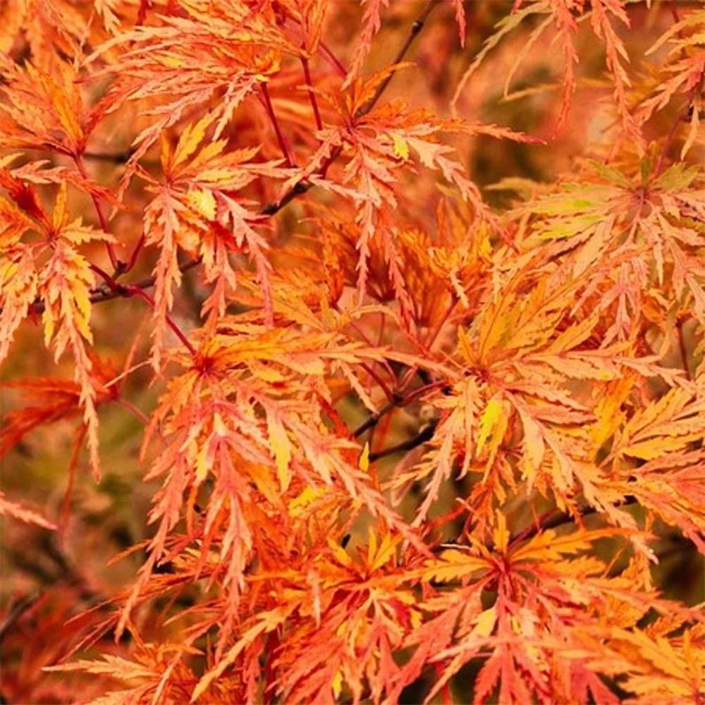 Acer palmatum 'Orange Lace' | Farmyard Nurseries