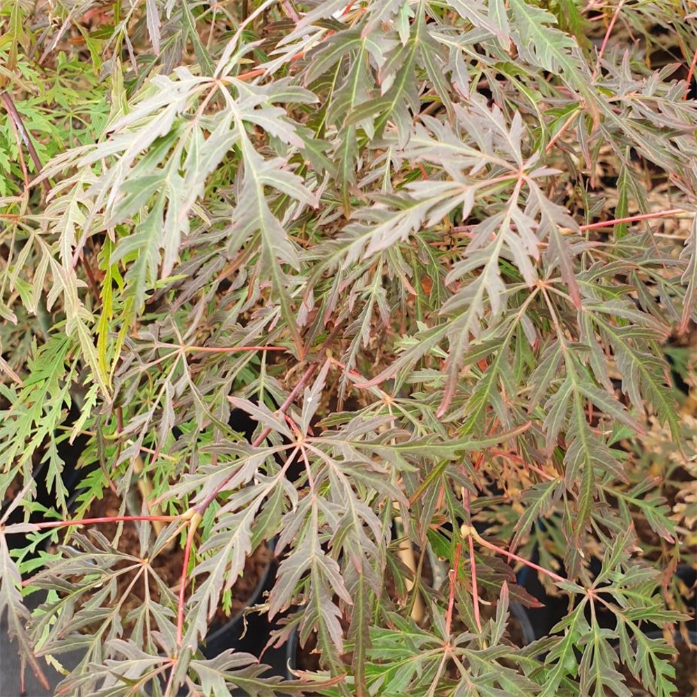 Acer palmatum 'Orangeola' | Farmyard Nurseries