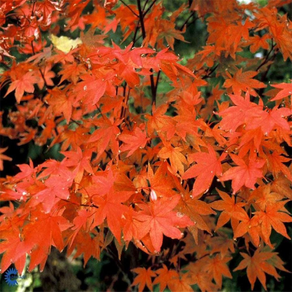 Acer palmatum 'Osakazuki' | Farmyard Nurseries