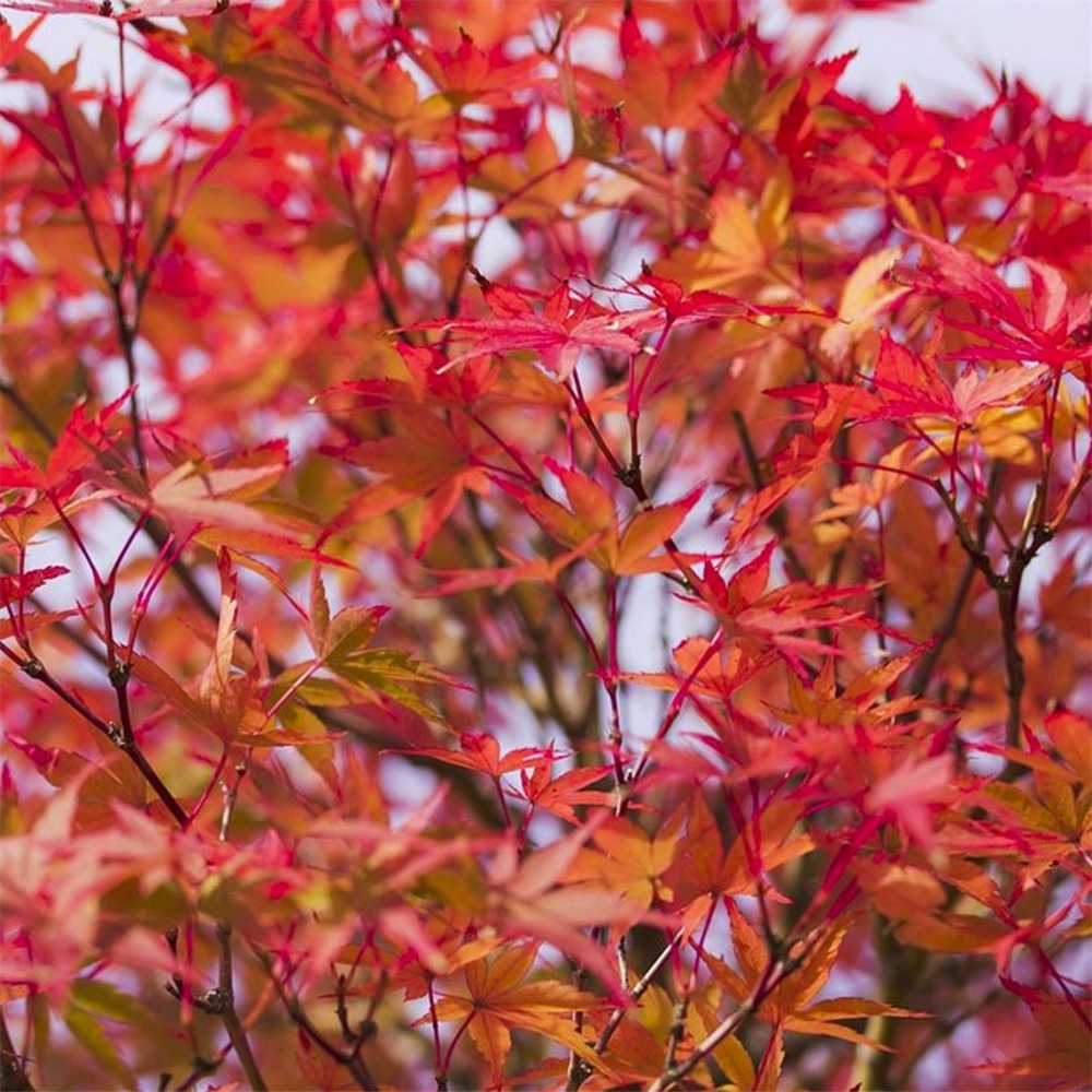 Acer palmatum 'Phoenix' | Farmyard Nurseries