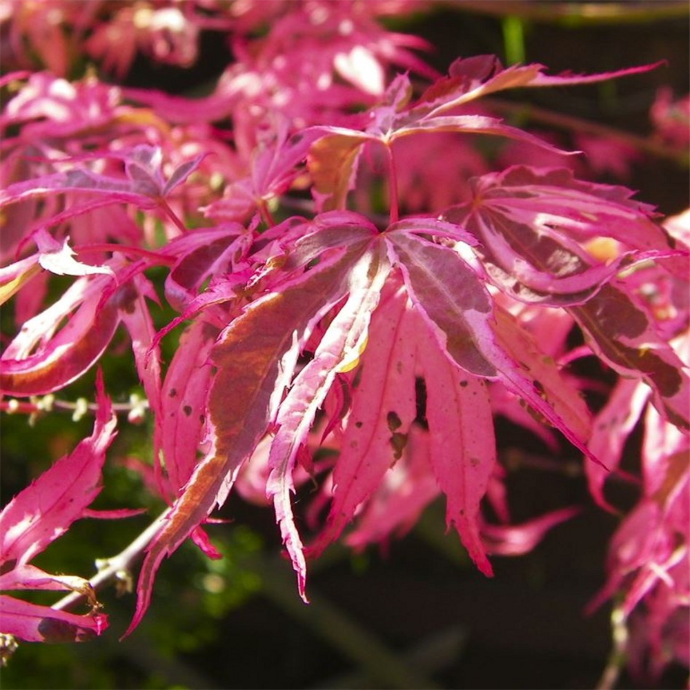 Acer palmatum Pink Passion' | Farmyard Nurseries