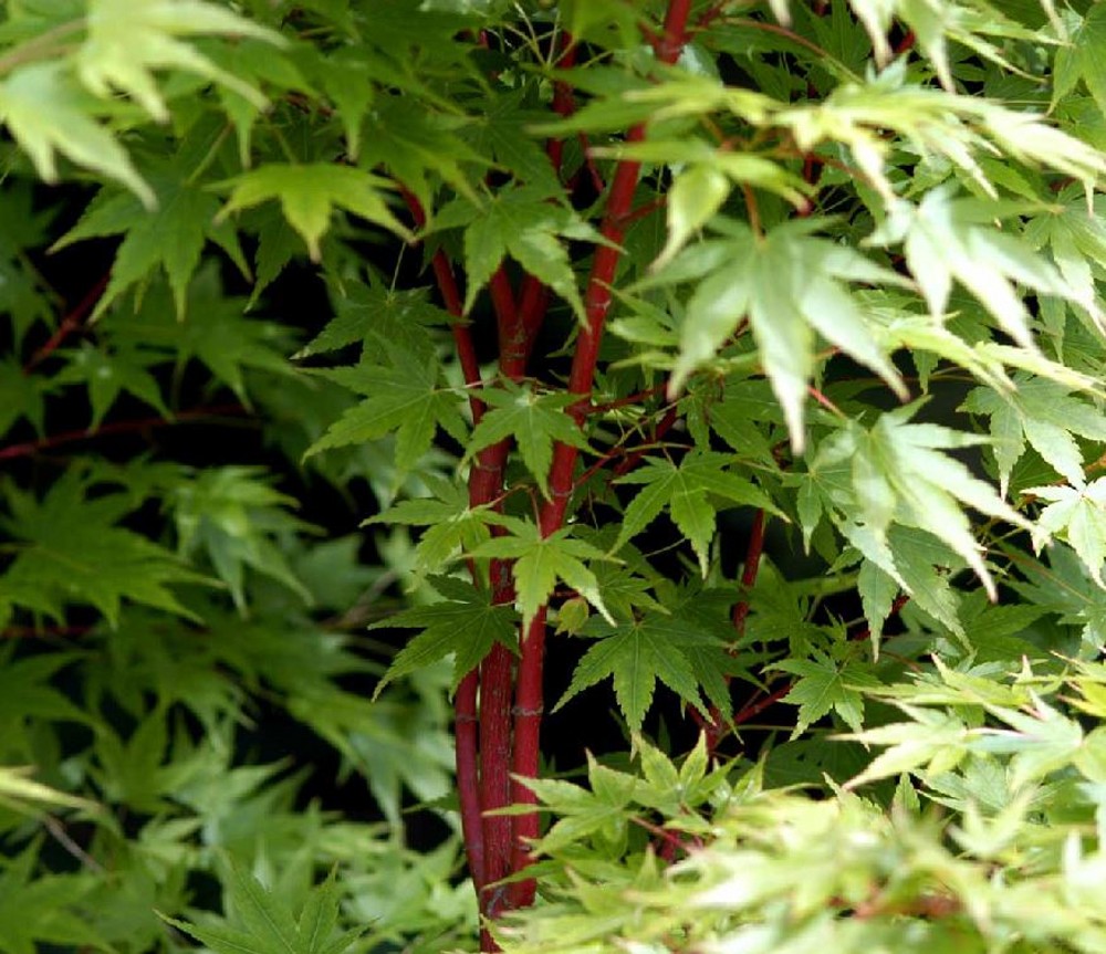 Acer Palmatum Senkaki Sango Kaku Farmyard Nurseries