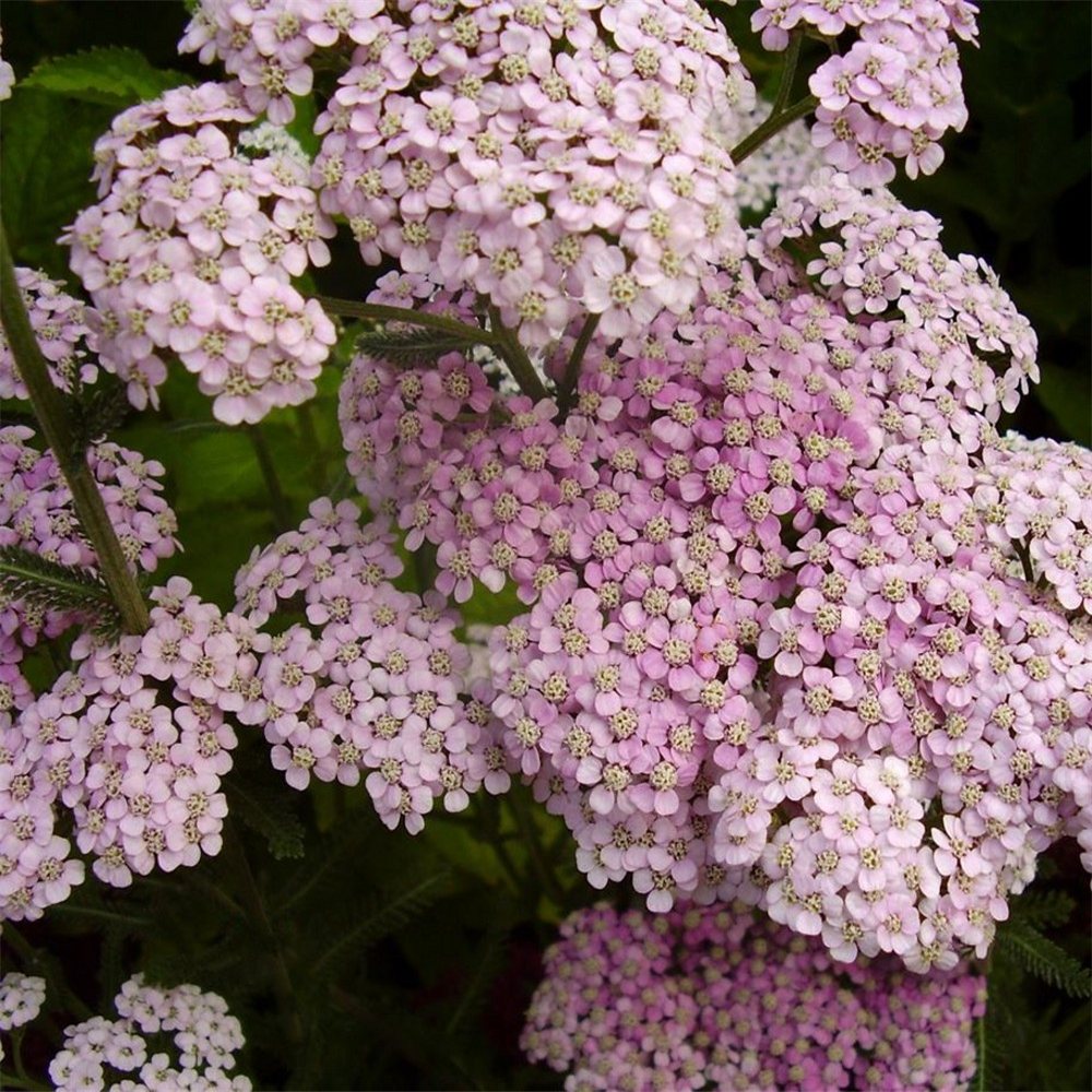 Achillea 'Appleblossom' | Farmyard Nurseries