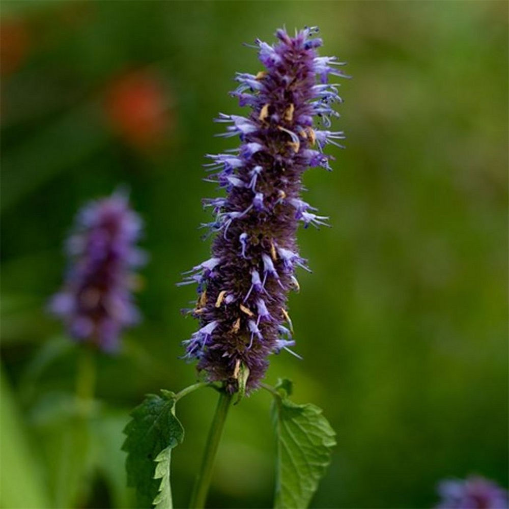 Agastache urticifolia 'Liquorice' | Farmyard Nurseries