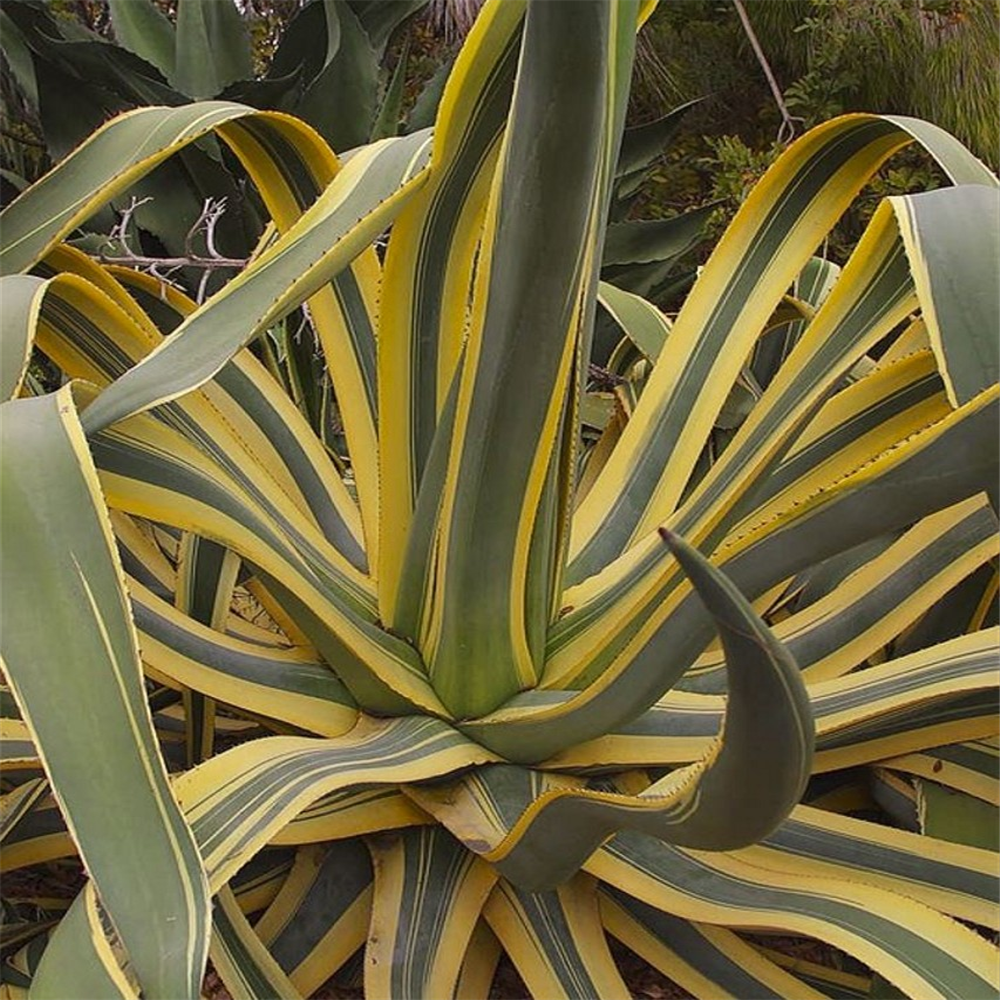 Agave Americana Variegata Farmyard Nurseries