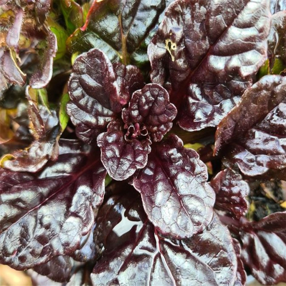 Ajuga Reptans 'Black Scallop' | Farmyard Nurseries