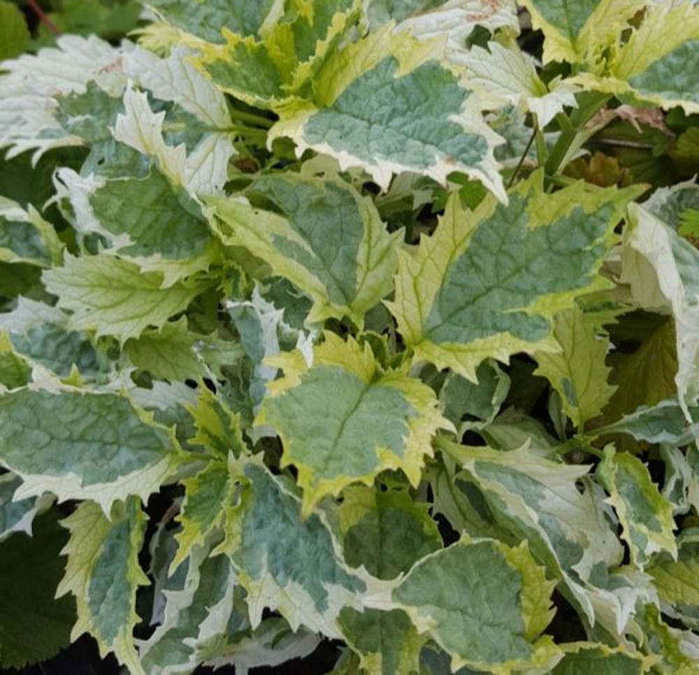 Ajuga incisa 'Frosted Jade' | Farmyard Nurseries