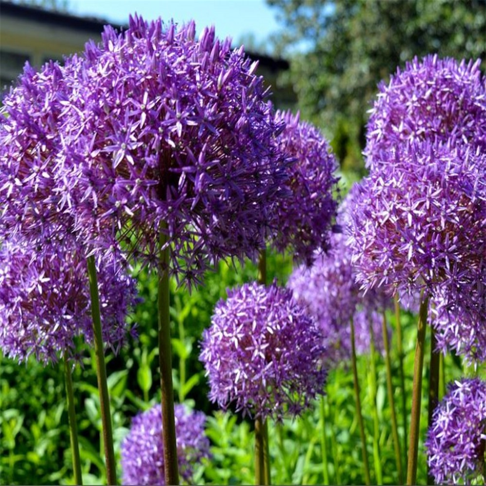 Allium giganteum. Loose per bulb. Farmyard Nurseries