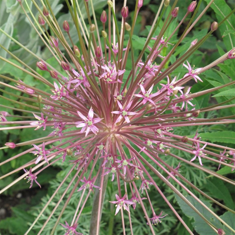 Allium Schubertii Farmyard Nurseries