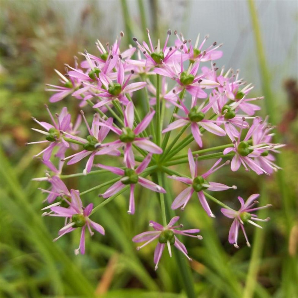 Allium wallichii | Farmyard Nurseries