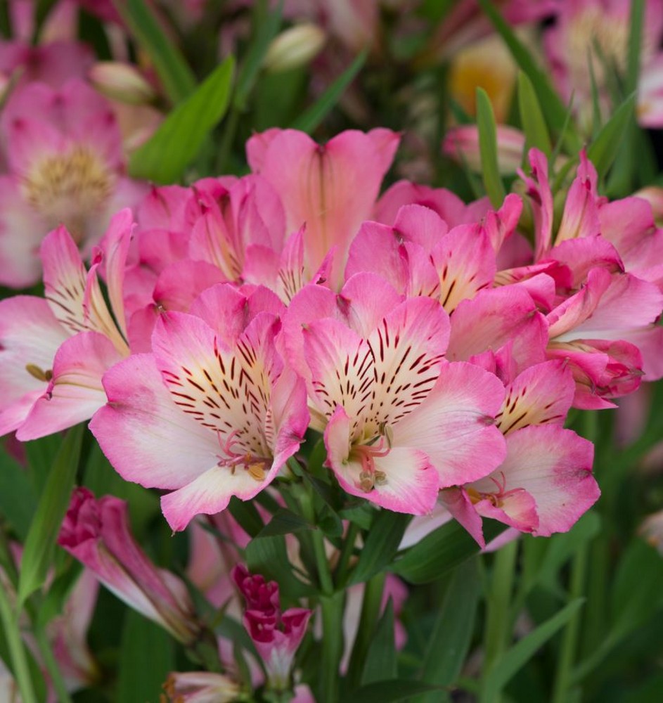 Alstroemeria 'Summer Break' Farmyard Nurseries