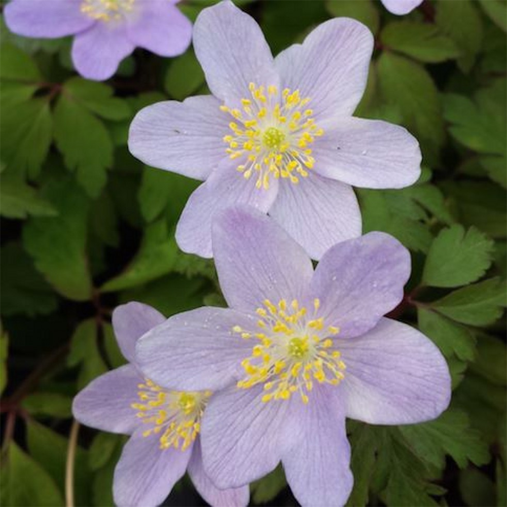 Anemone nemorosa 'Robinsoniana' | Farmyard Nurseries