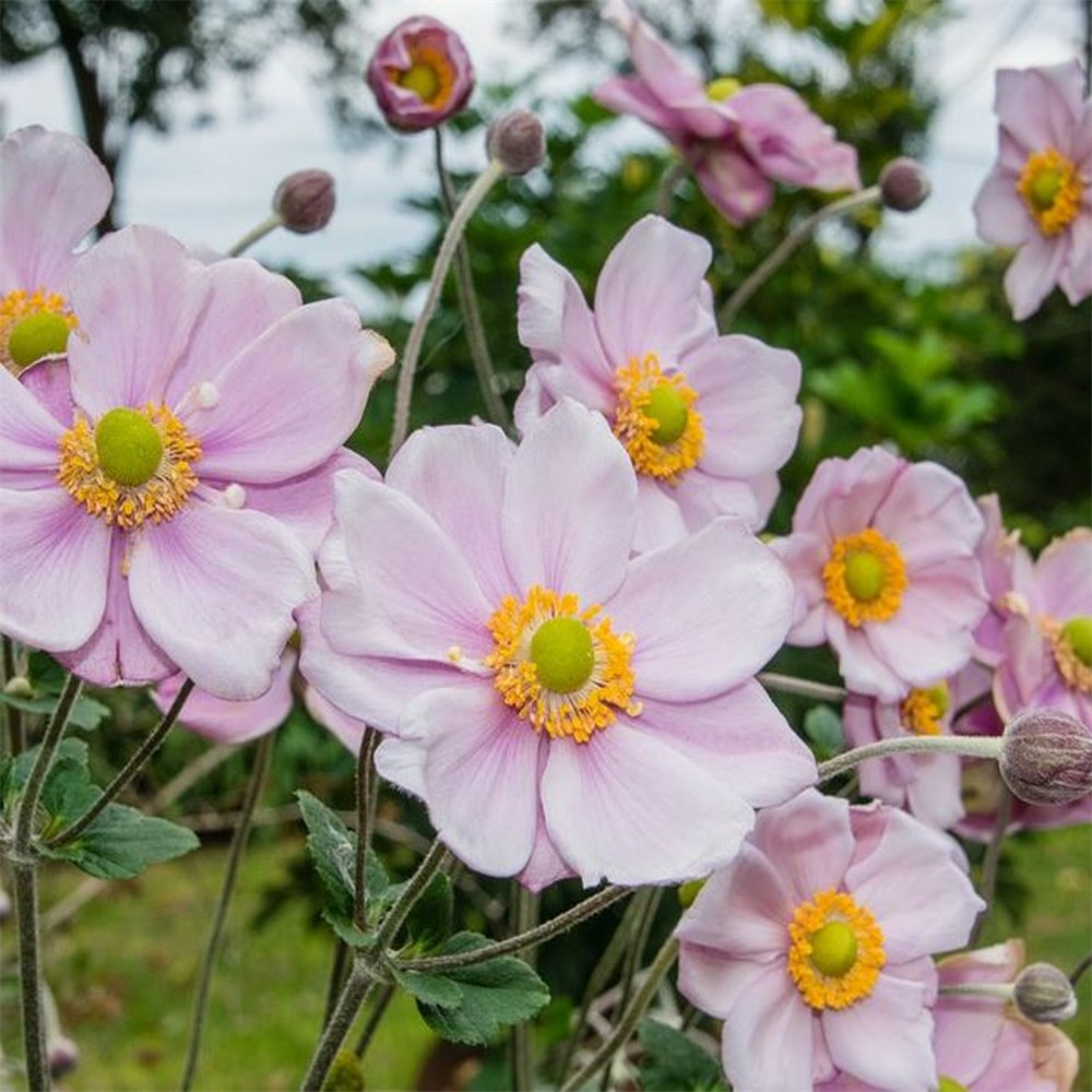 Anemone x hybrida ‘Pink Clouds’ | Farmyard Nurseries