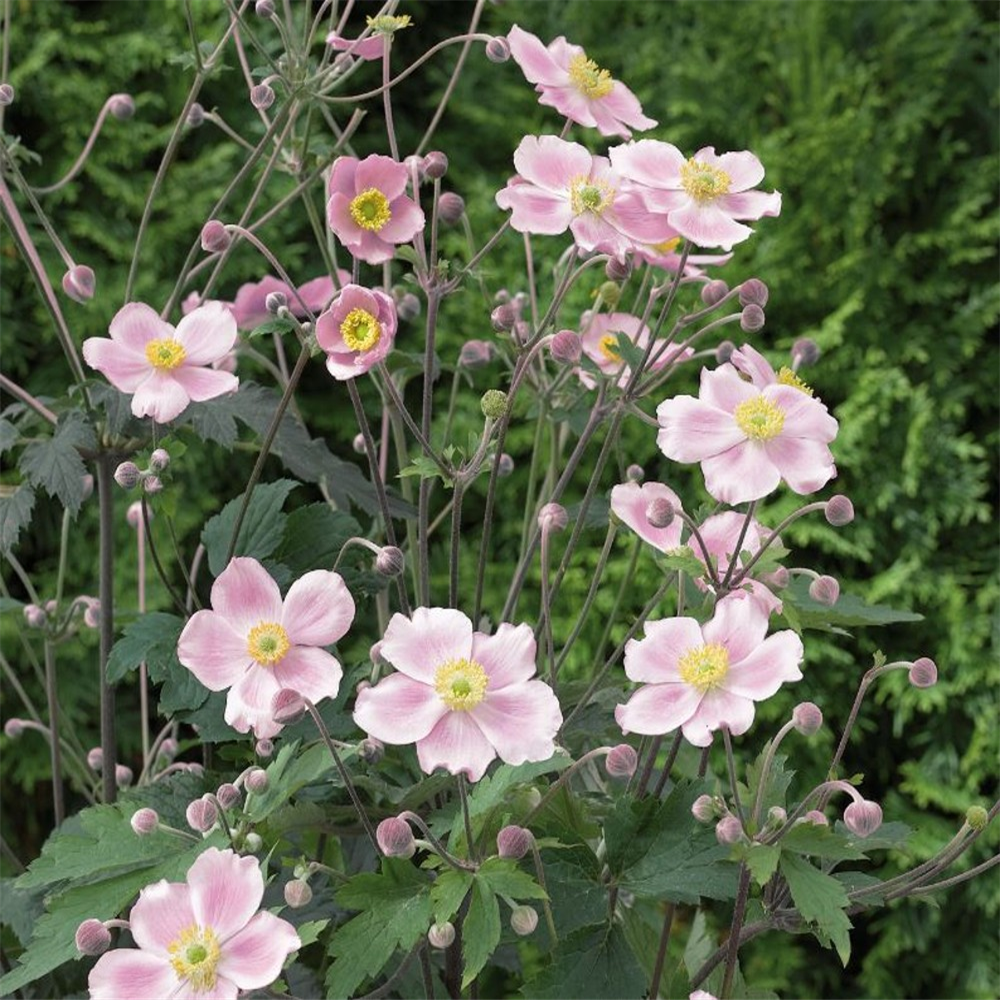 Anemone hupehensis ‘Pink Saucer’ | Farmyard Nurseries