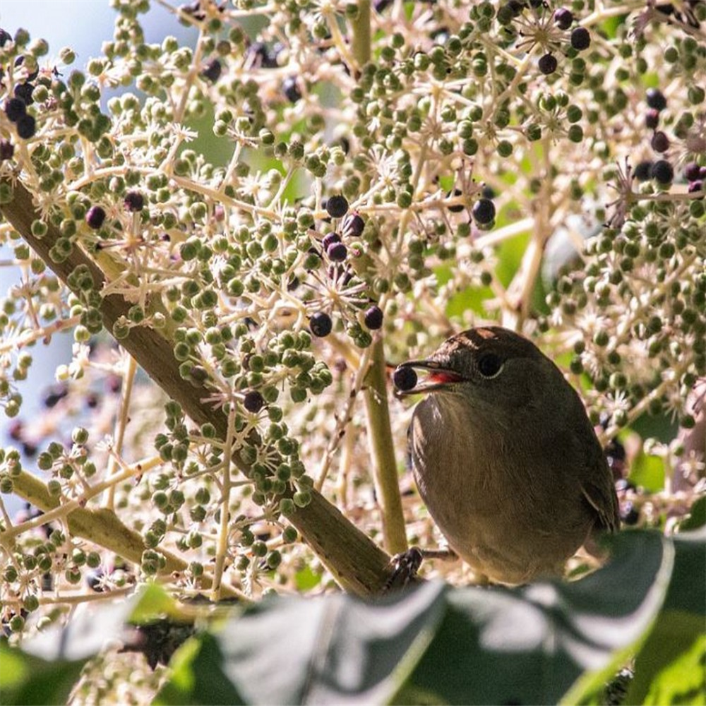 Aralia elata | Farmyard Nurseries