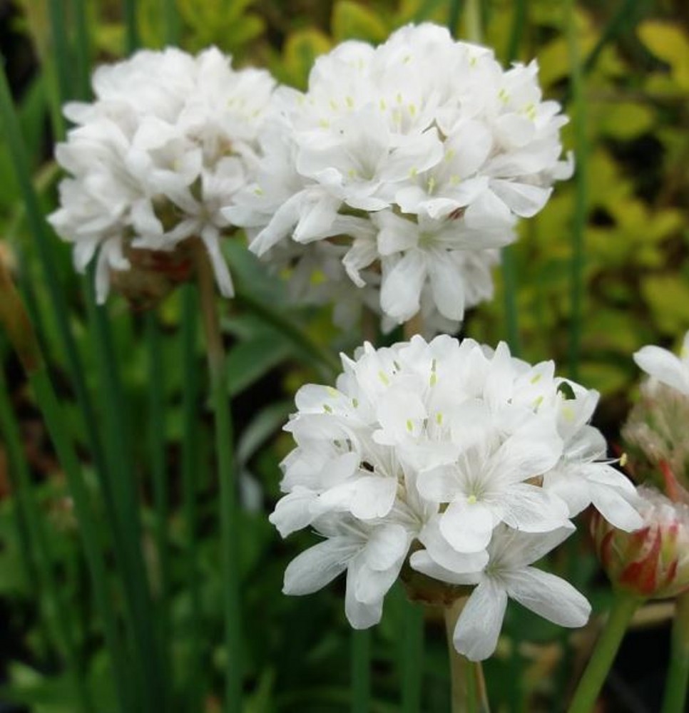 Armeria ‘Ballerina White’ | Farmyard Nurseries