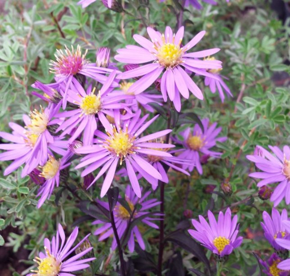 Aster 'Prairie Purple' | Farmyard Nurseries