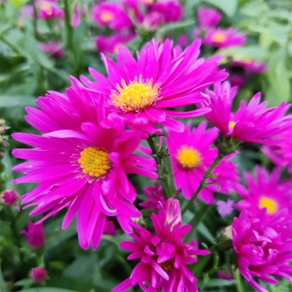 Aster novi-belgii 'Neron' | Farmyard Nurseries