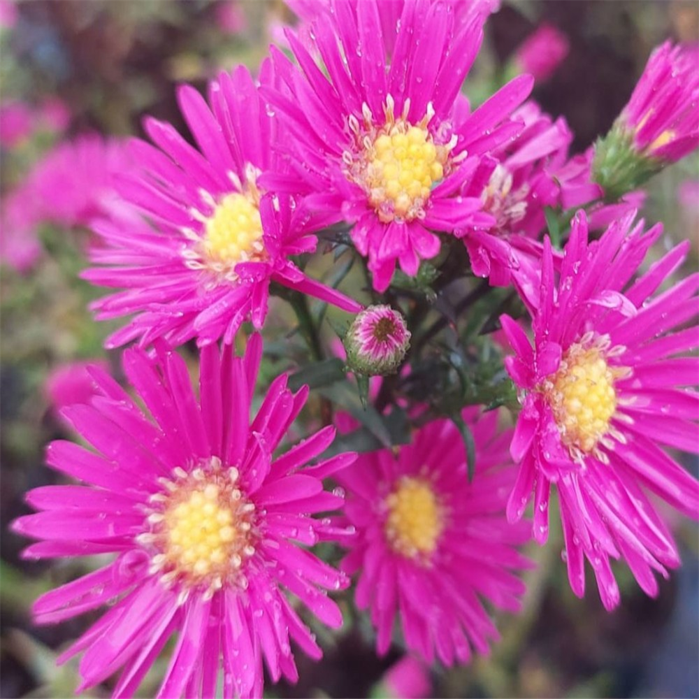 Aster novi-belgii 'Winston Churchill' | Farmyard Nurseries