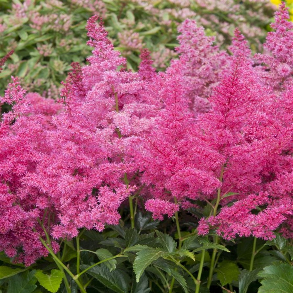 Astilbe arendsii 'Astary Rose' | Farmyard Nurseries