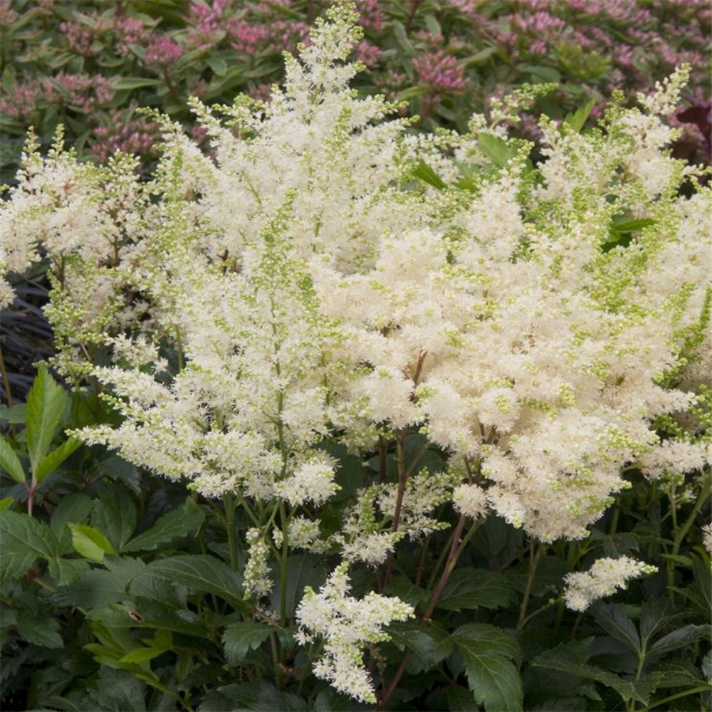 Astilbe arendsii 'Astary White' | Farmyard Nurseries