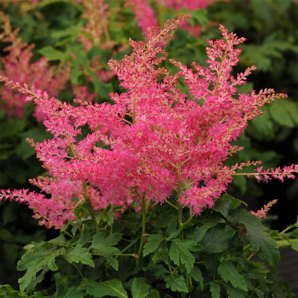 Astilbe 'Younique Cerise' | Farmyard Nurseries