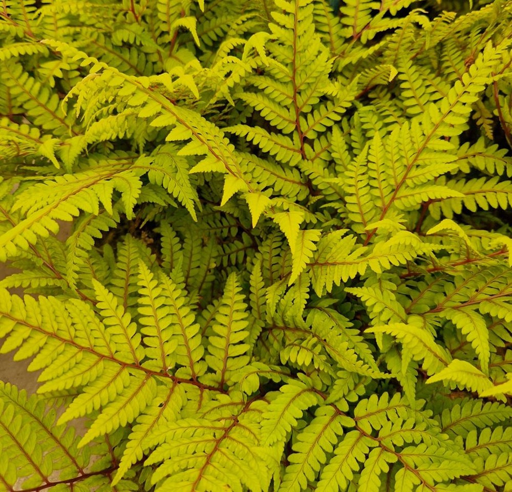 Athyrium otophorum var.okanum | Farmyard Nurseries