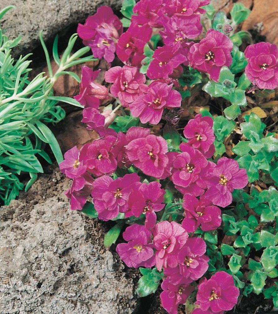 Aubretia deltoidea 'Double Pink' | Farmyard Nurseries