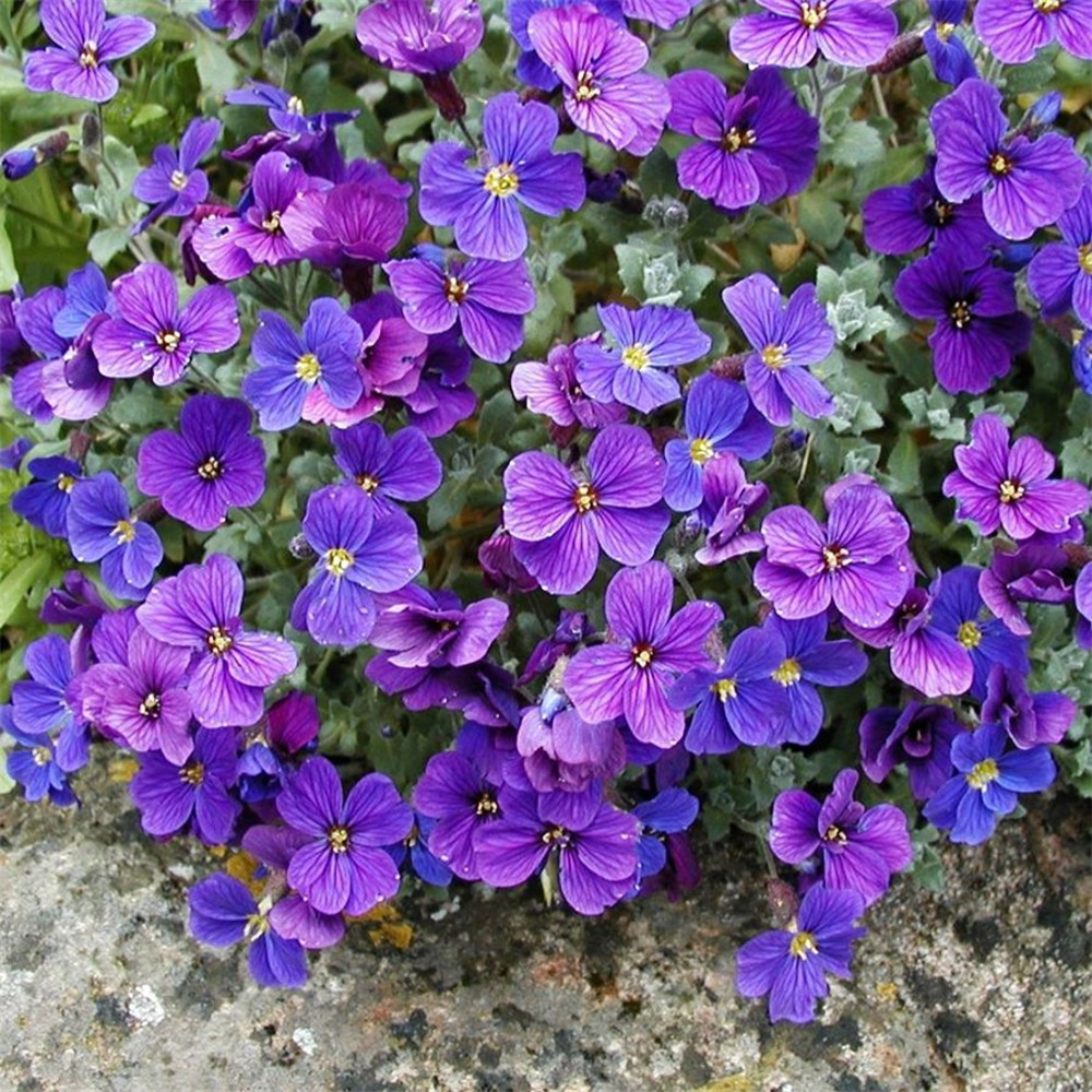 Aubretia deltoidea 'Hendersonii' | Farmyard Nurseries