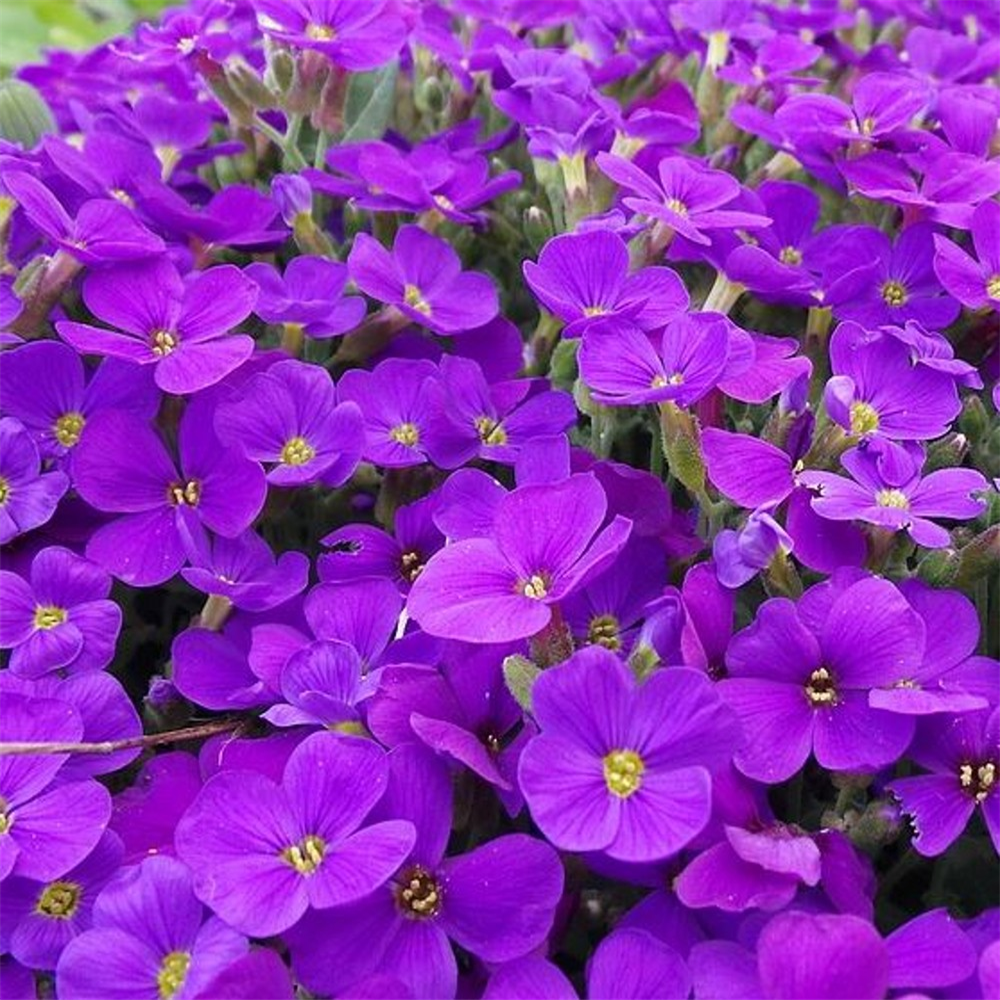 Aubretia deltoidea 'Royal Blue' | Farmyard Nurseries