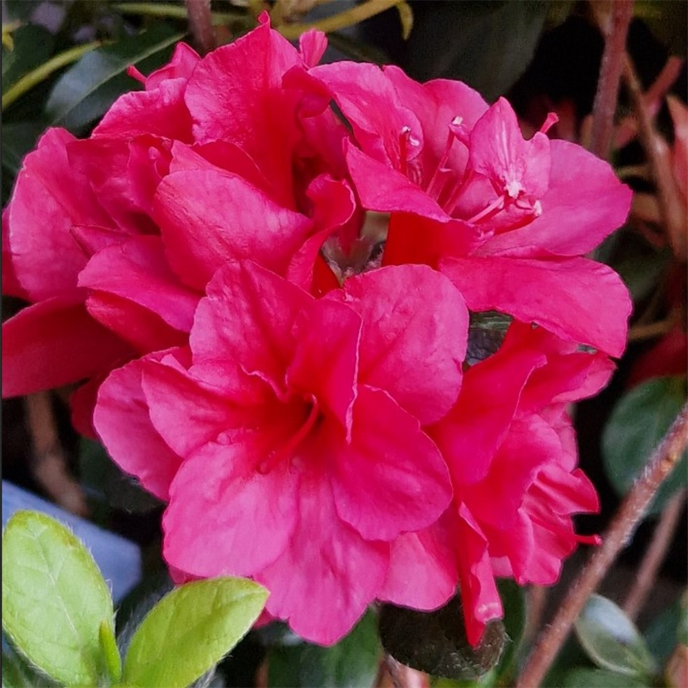 Azalea japonica 'Florida' | Farmyard Nurseries