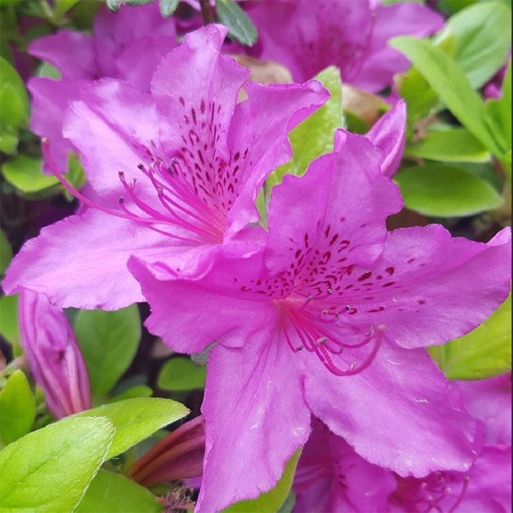 Azalea japonica 'Konigstein' | Farmyard Nurseries