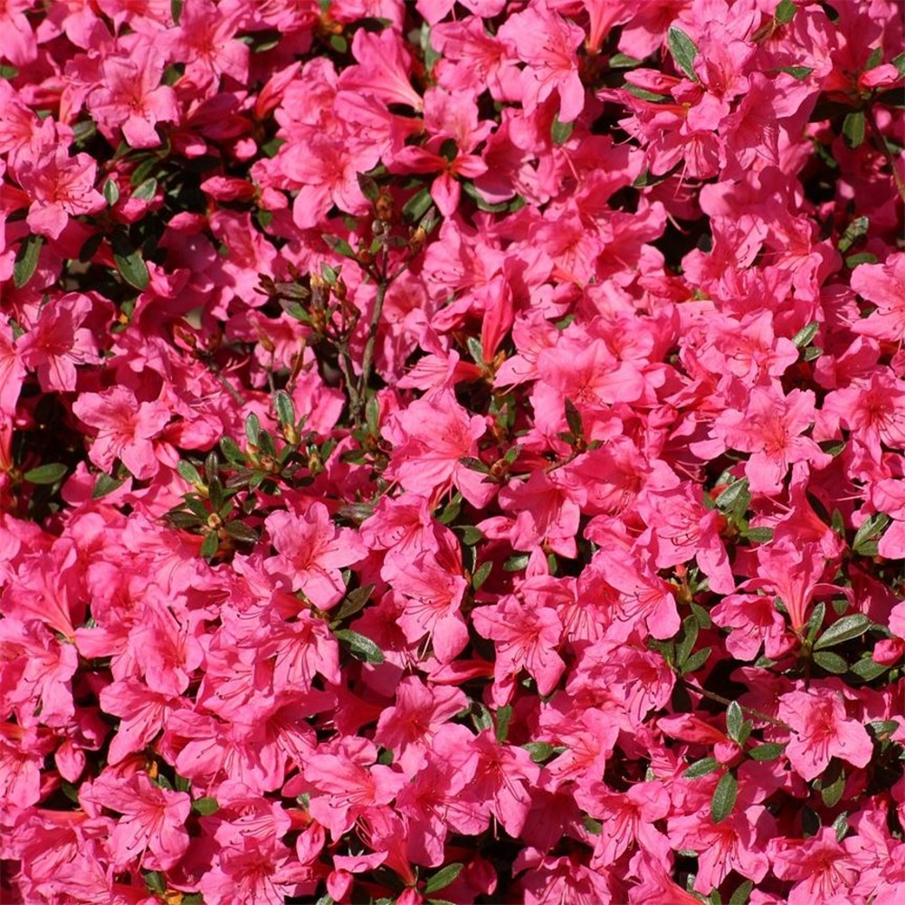 Azalea Japonica 'madame Galle' 