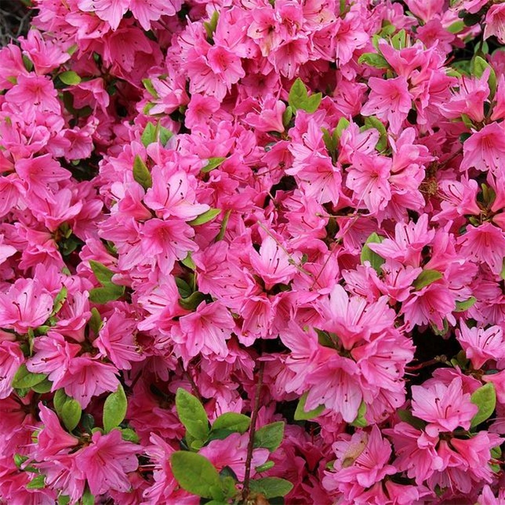 Azalea japonica 'Mme van Hecke' | Farmyard Nurseries