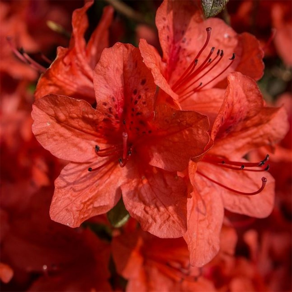 Azalea japonica 'Orange Beauty' | Farmyard Nurseries