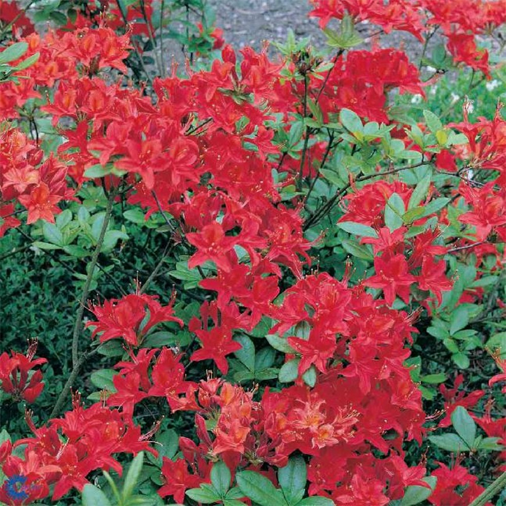 Azalea Mollis 'satan' 