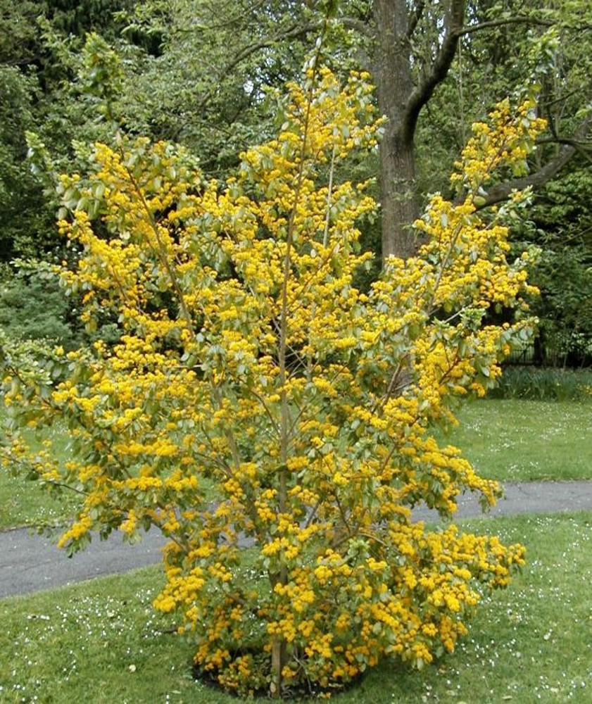 Azara serrata | Farmyard Nurseries