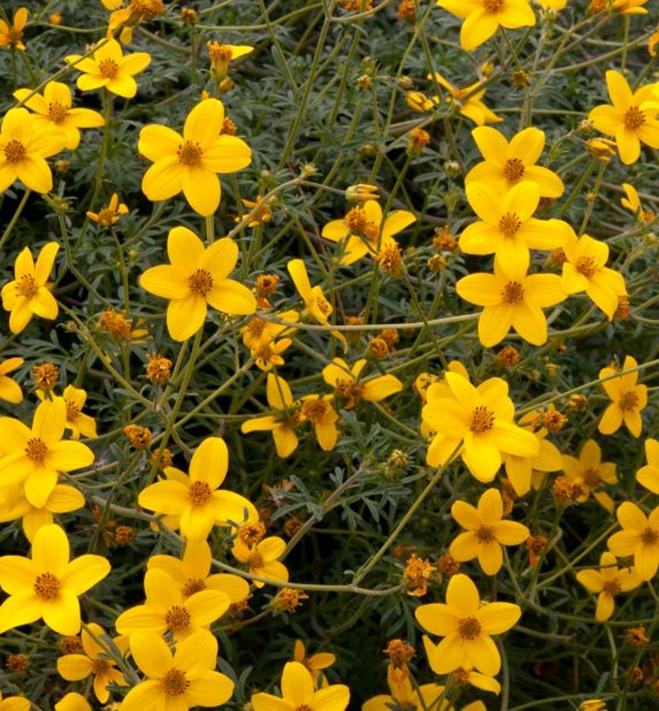 Bidens aurea | Farmyard Nurseries