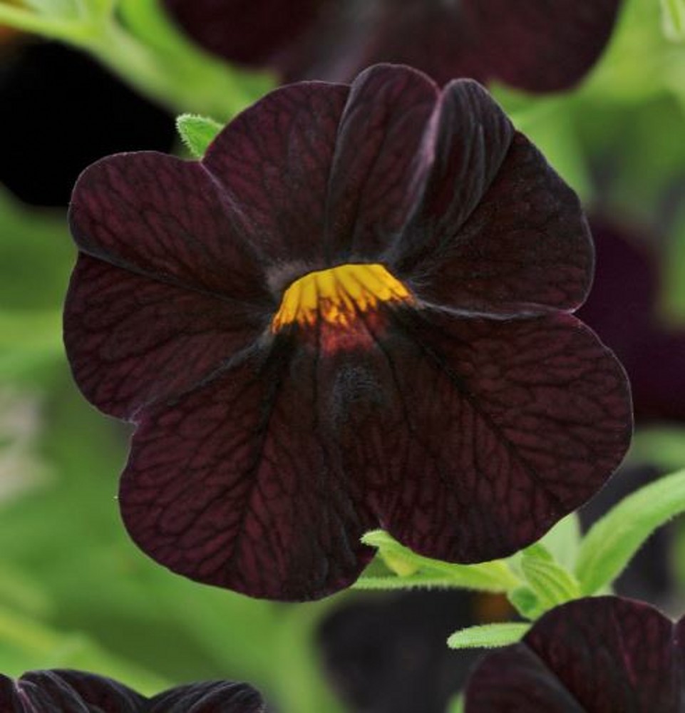 Million Bells - Calibrachoa 'Can Can Black Cherry' | Farmyard Nurseries