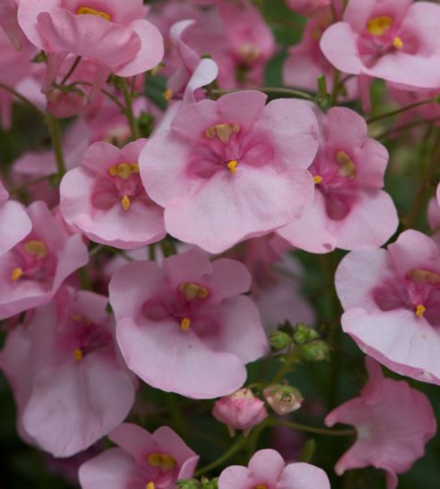 Diascia 'Diamond Light Pink' | Farmyard Nurseries