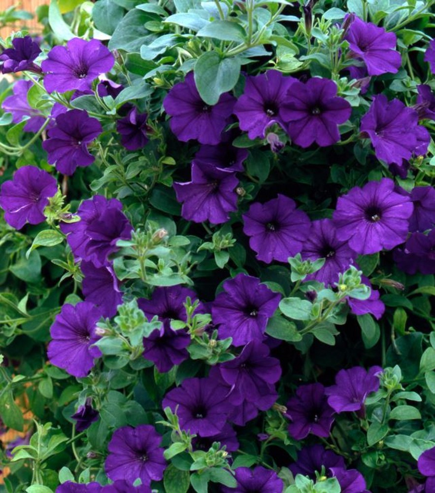 Trailing Petunia Surfinia 'Blue' | Farmyard Nurseries