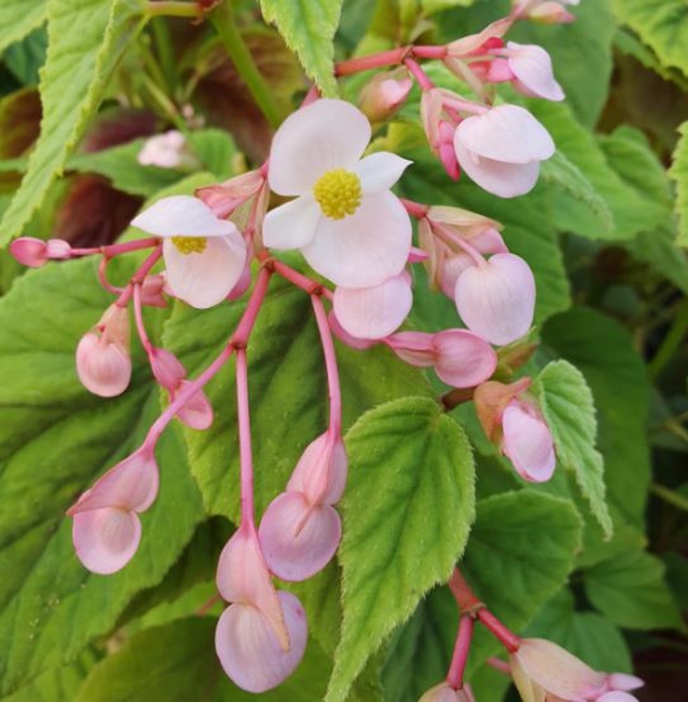 Begonia grandis 'Nanjiang Silver' | Farmyard Nurseries