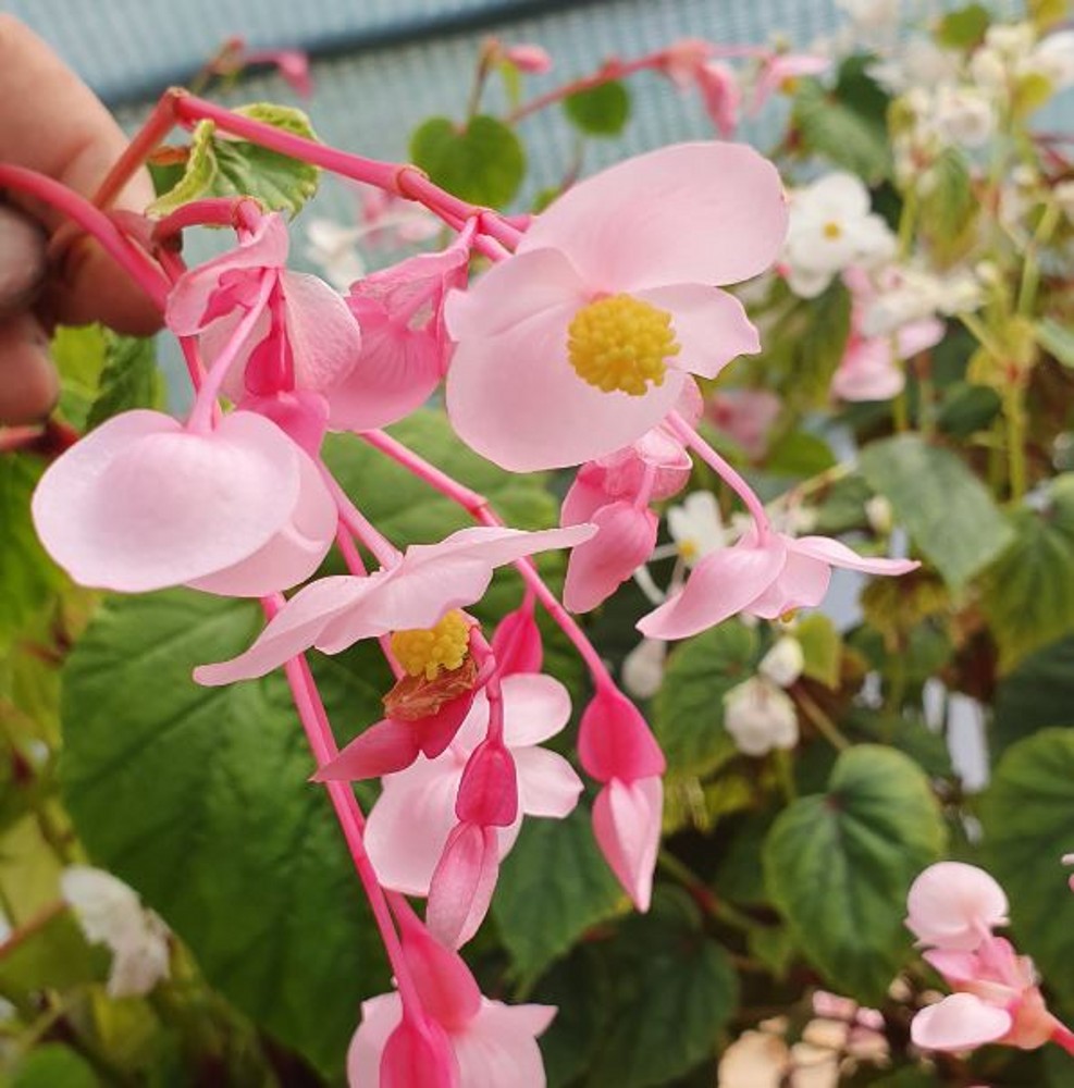 Begonia grandis ssp. evansiana | Farmyard Nurseries