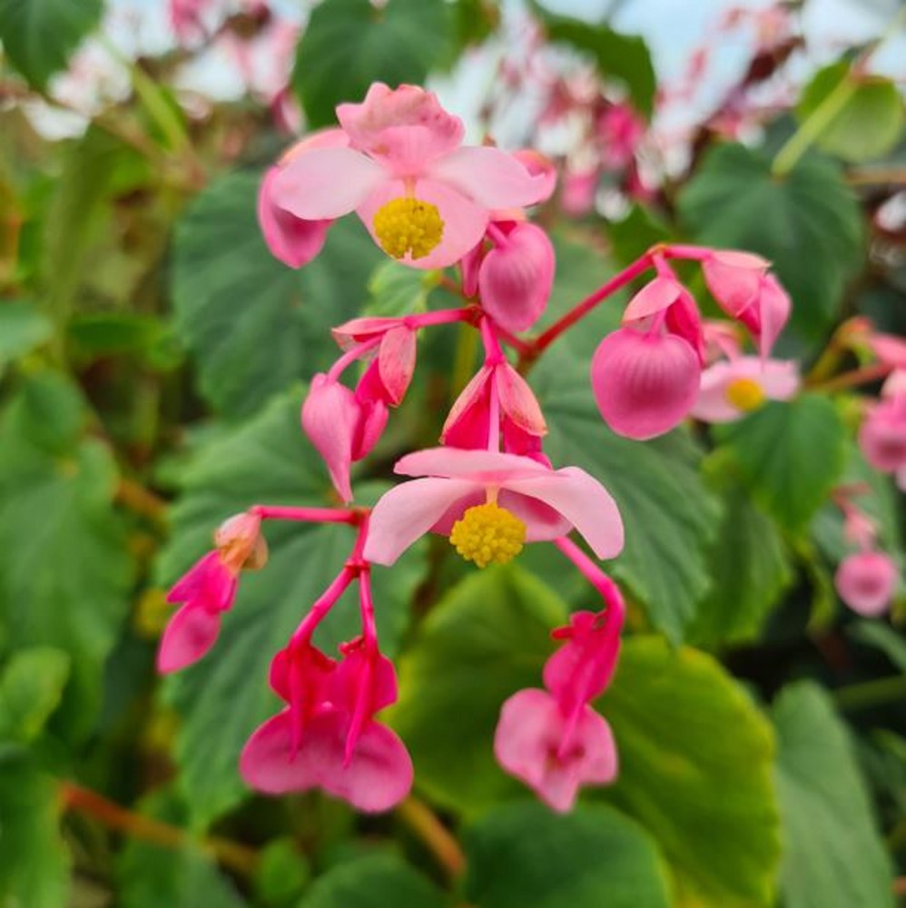 Begonia grandis 'Herons Pirouette' | Farmyard Nurseries