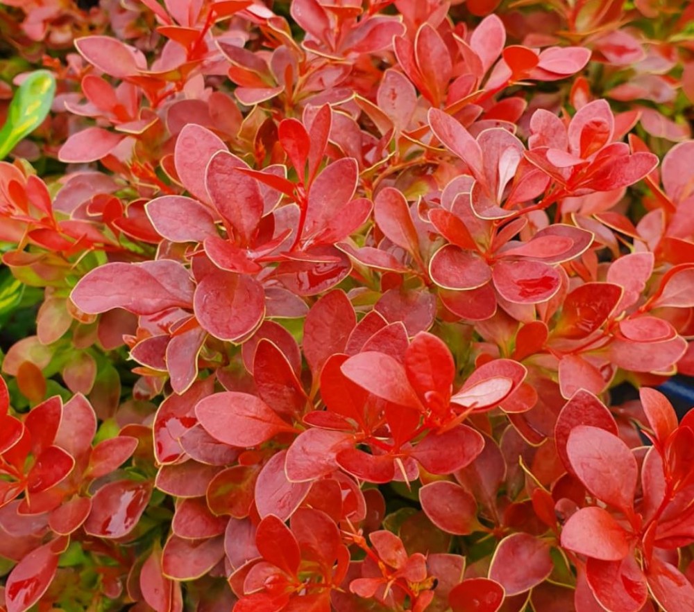 Berberis thunbergii 'Admiration' | Farmyard Nurseries