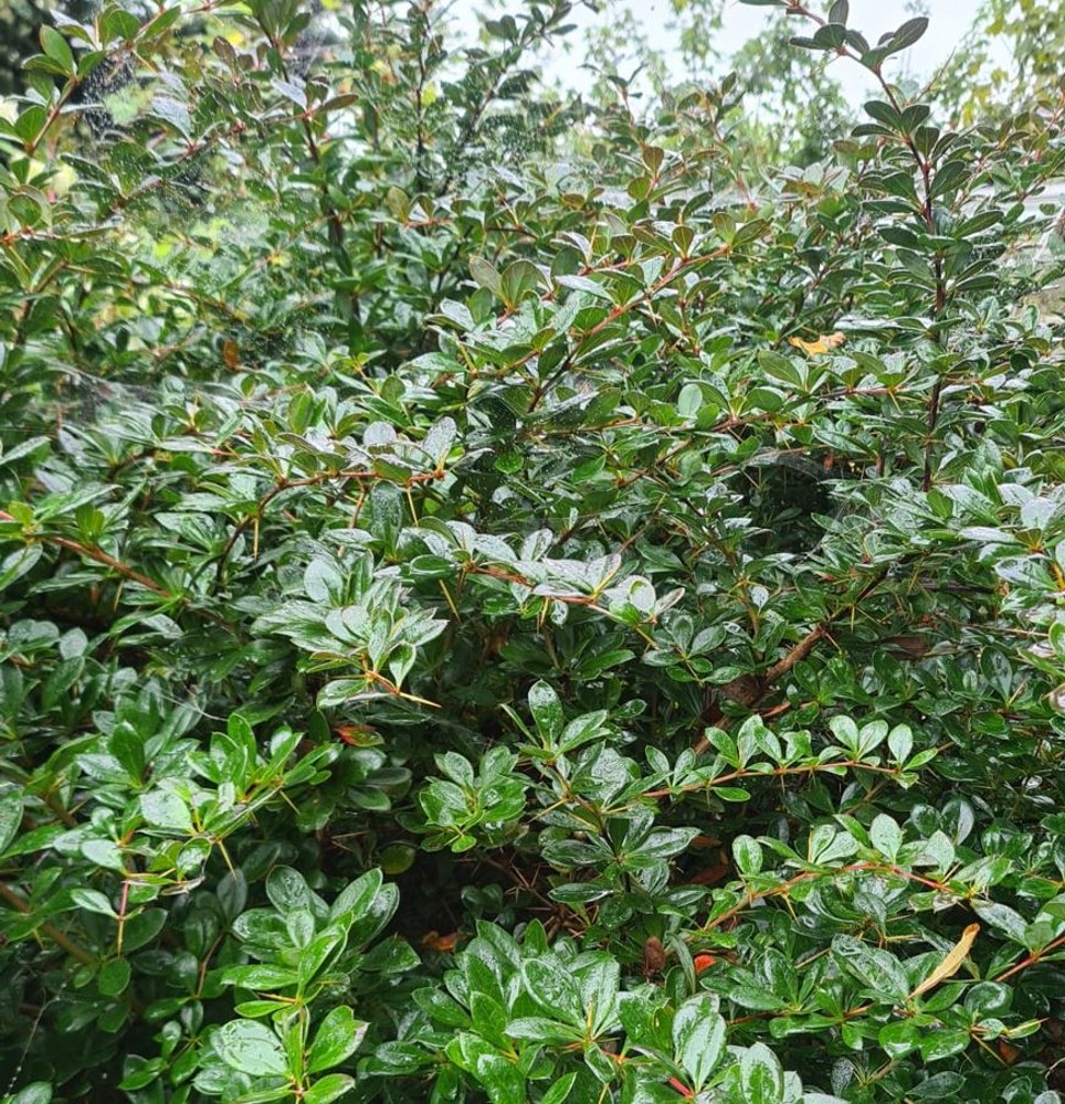 Berberis media 'Red Jewel' | Farmyard Nurseries