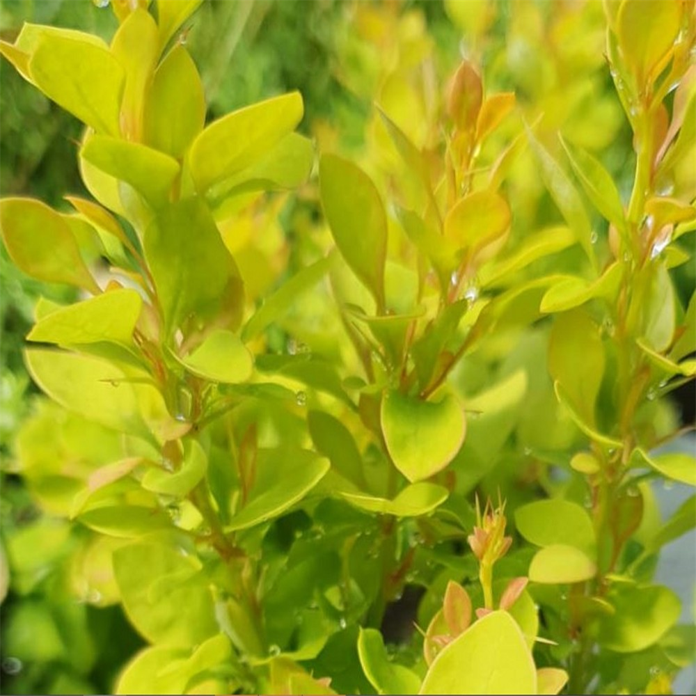 Berberis thunbergii 'Summer Sunset' | Farmyard Nurseries