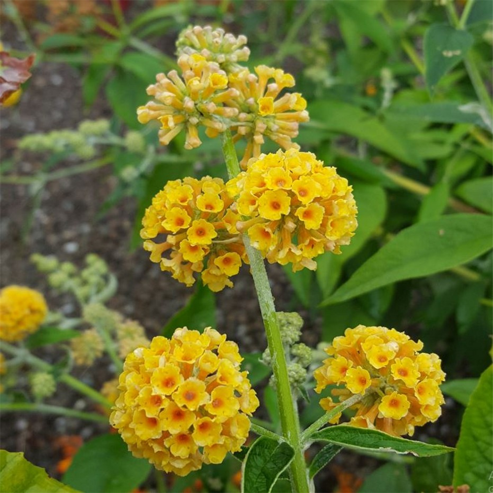 Buddleia Weyeriana 'Sungold' | Farmyard Nurseries