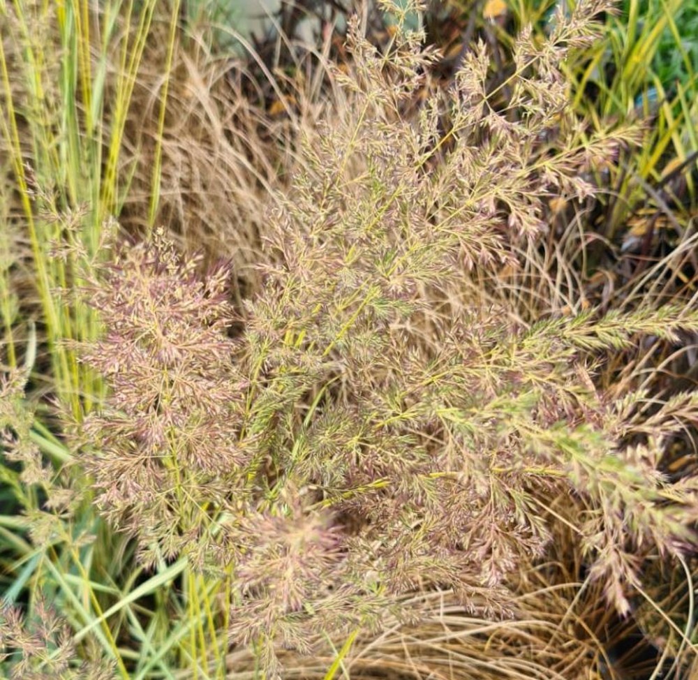 Calamagrostis X Acutiflora 'england' 